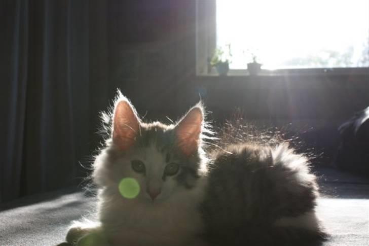 Norsk Skovkat Akilleus Øxenholdts billede 12