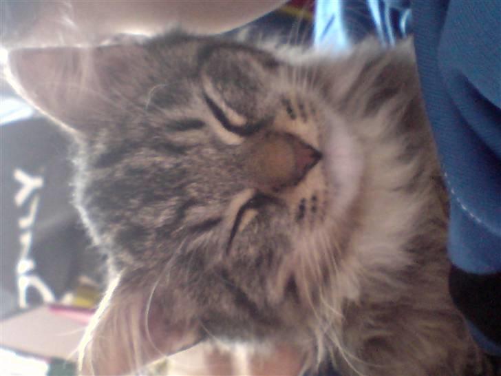 Blanding af racer sorteper billede 2