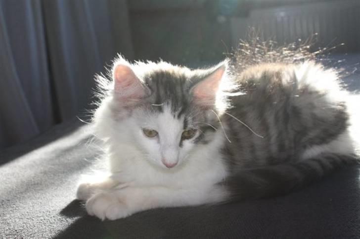 Norsk Skovkat Akilleus Øxenholdts billede 13