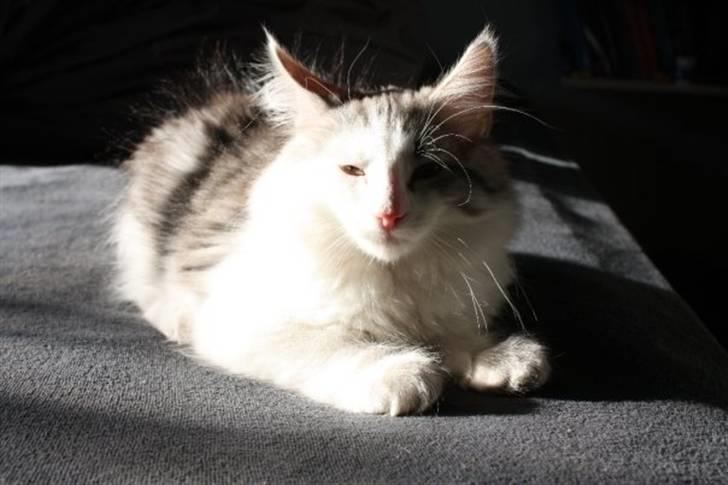 Norsk Skovkat Akilleus Øxenholdts billede 14