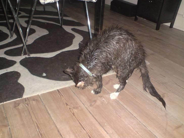 Blanding af racer sorteper billede 3