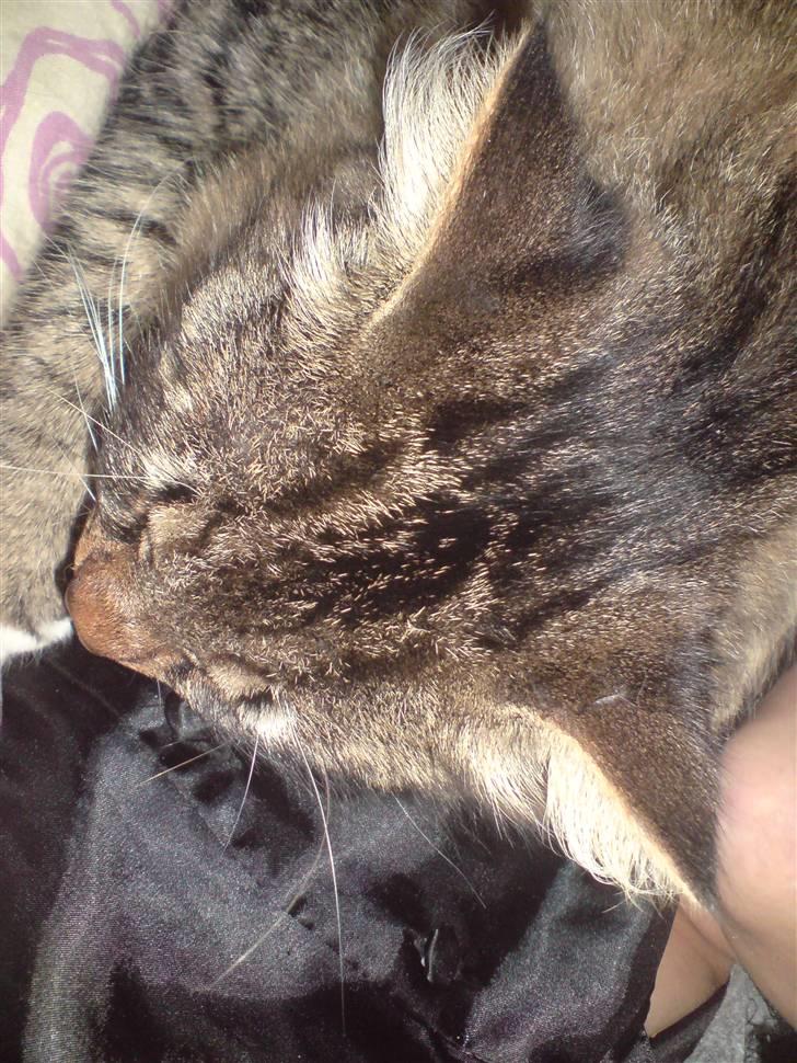 Blanding af racer sorteper billede 4