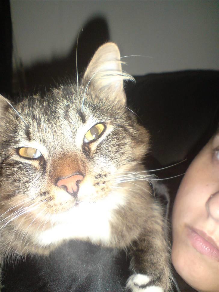 Blanding af racer sorteper billede 6