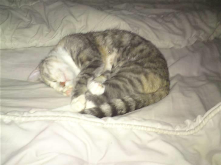 Blanding af racer Mille billede 1