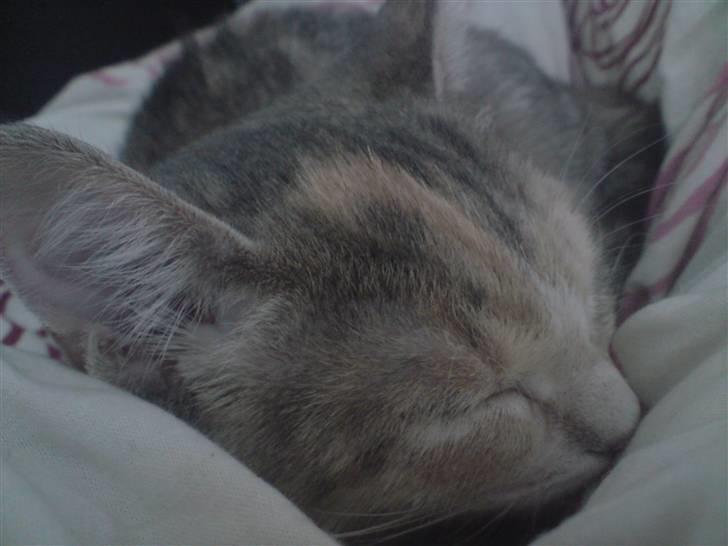 Blanding af racer Mille billede 2