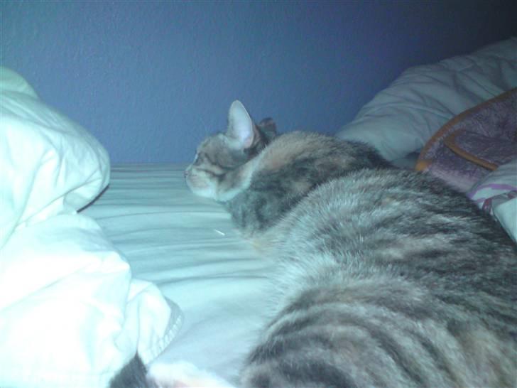 Blanding af racer Mille billede 3