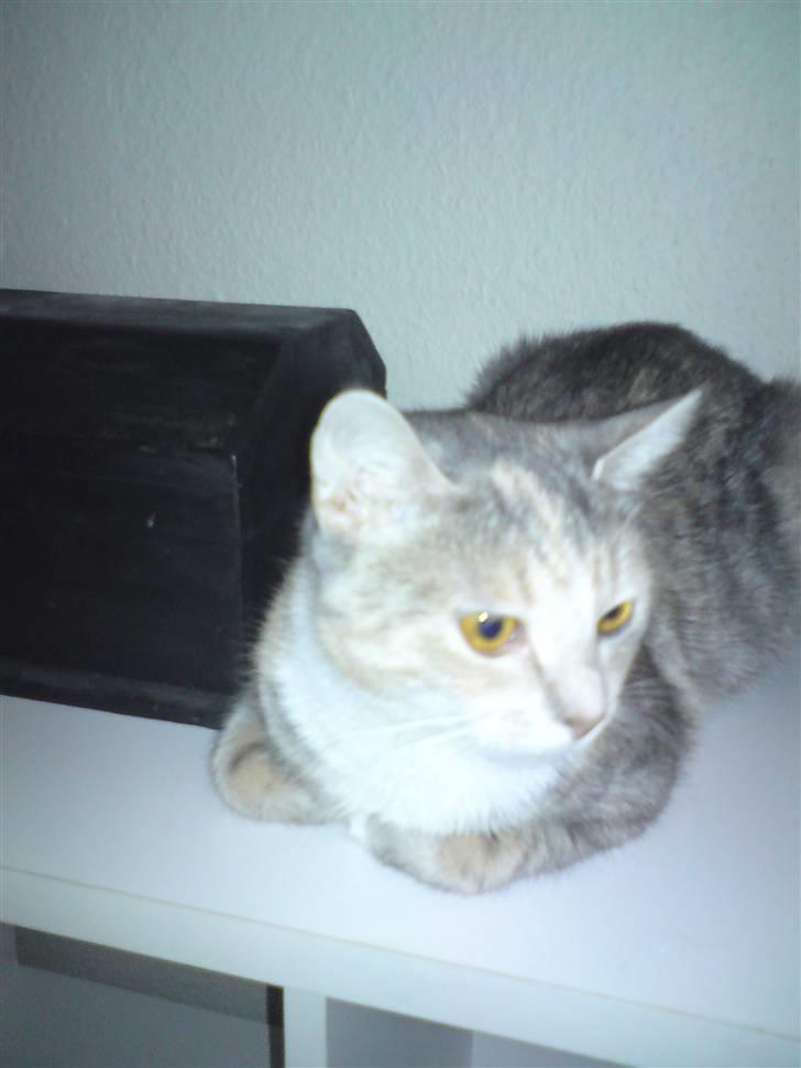 Blanding af racer Mille billede 4