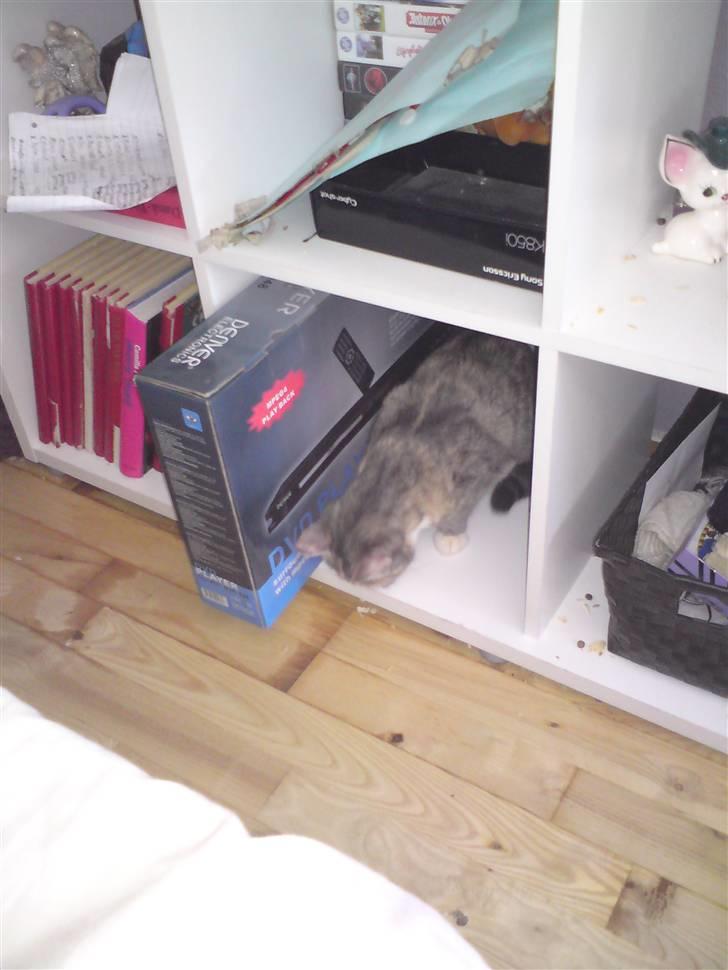 Blanding af racer Mille billede 5