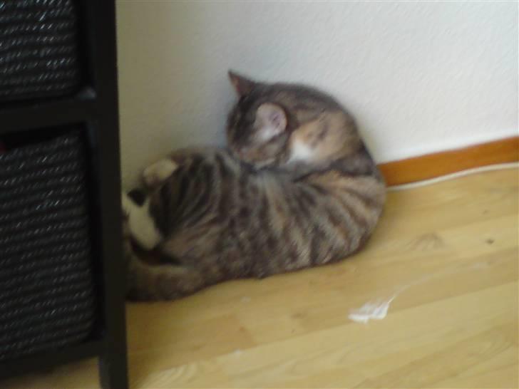 Blanding af racer Mille billede 6