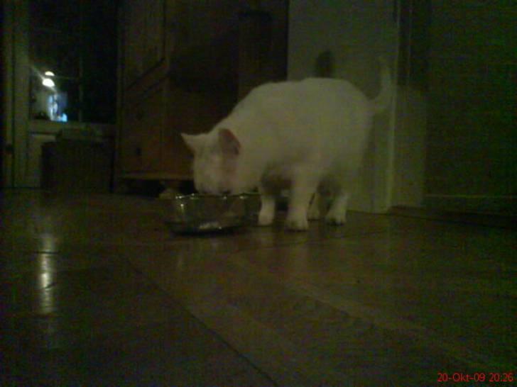 Huskat Malthe billede 17