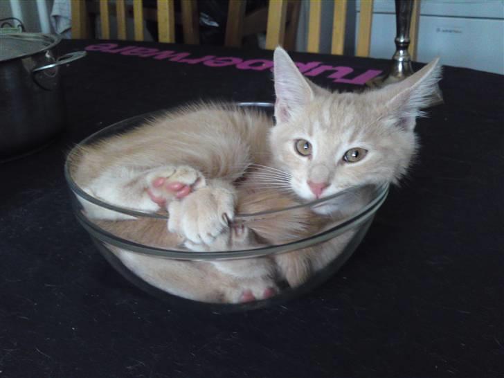 Blanding af racer MJ Kai Lempë Thunø - kai elsker skåle<3 billede 10