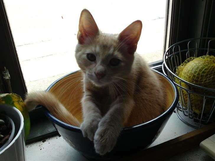 Blanding af racer MJ Kai Lempë Thunø billede 11