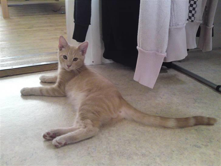 Blanding af racer MJ Kai Lempë Thunø billede 12