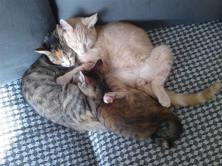 Blanding af racer MJ Kai Lempë Thunø - kai sammen med Mo og Jackson.. de er dog flyttet til nyt hjem.. billede 13