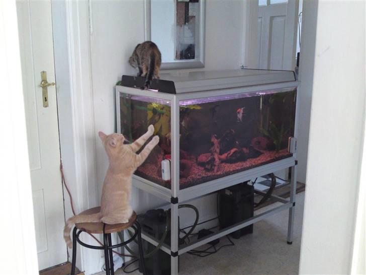 Blanding af racer MJ Kai Lempë Thunø - han kan bruge timer foran akvariet, han elsker det..;-) billede 14