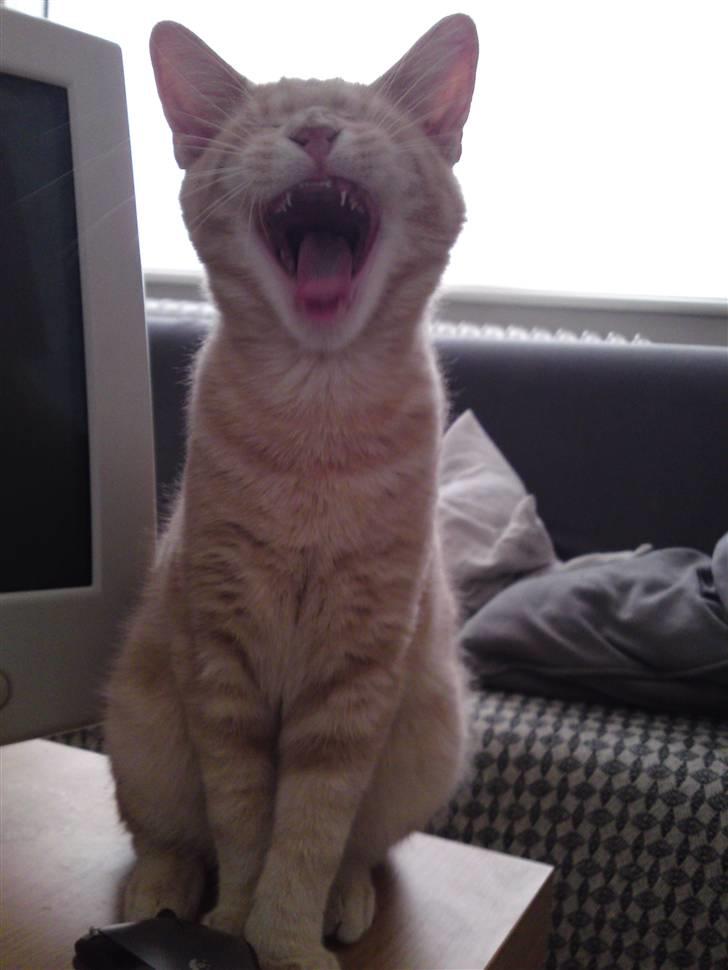 Blanding af racer MJ Kai Lempë Thunø - Gaaaaaaaaaaaaaaaab... billede 15