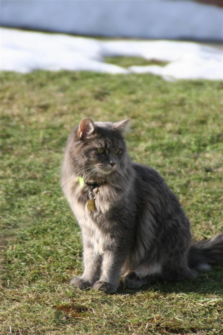 Maine Coon Will Turner billede 2