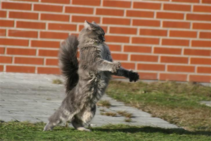 Maine Coon Will Turner billede 3