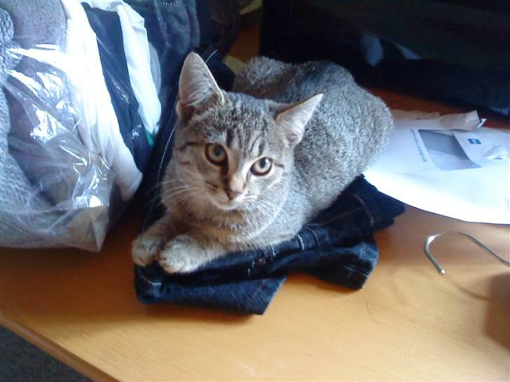 Huskat Sofie billede 1