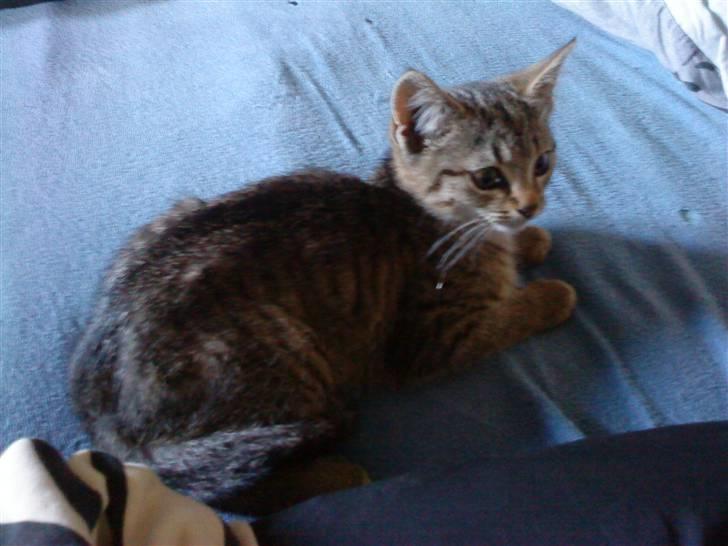 Huskat Sofie billede 2