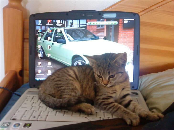 Huskat Sofie billede 3