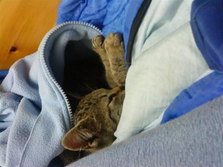 Huskat Sofie billede 4