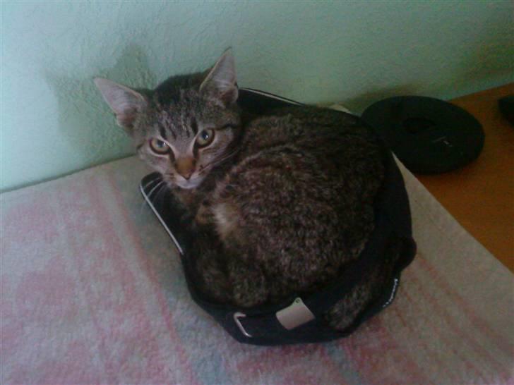 Huskat Sofie billede 5