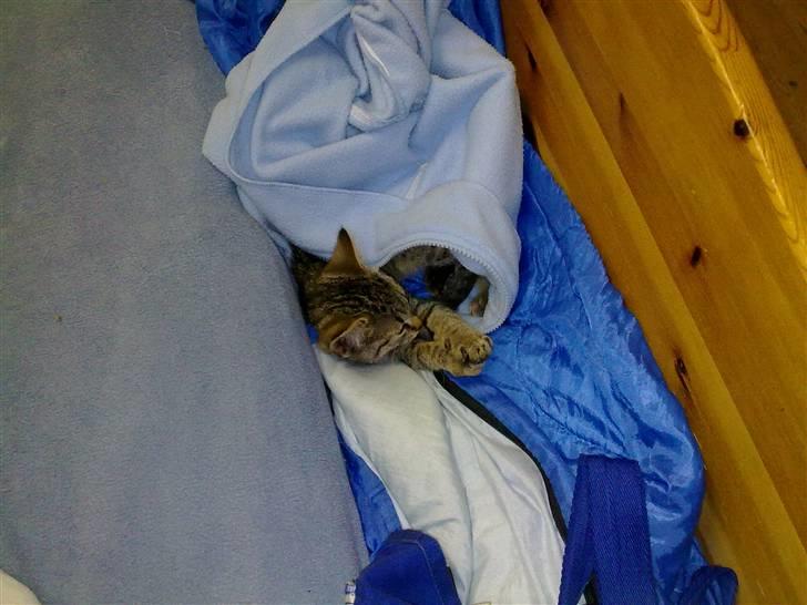 Huskat Sofie billede 6