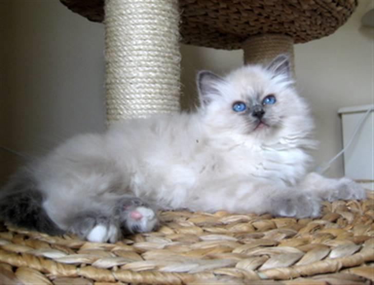 Hellig Birma Chicabee Miss Muffin - 9 uger billede 7