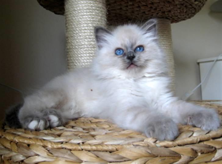 Hellig Birma Chicabee Miss Muffin - 9 uger billede 8