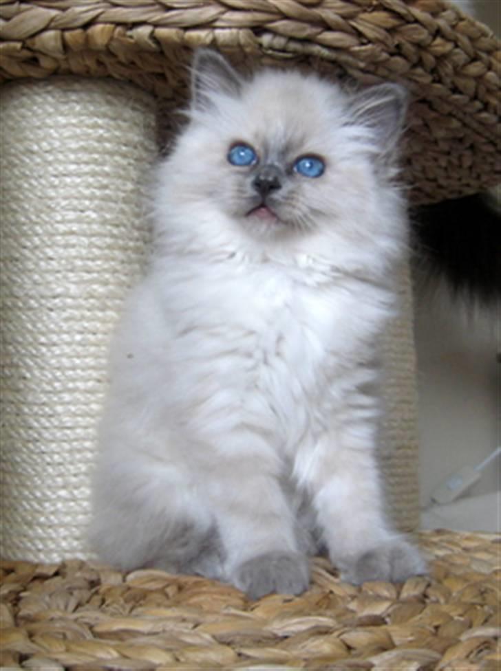 Hellig Birma Chicabee Miss Muffin - Muffin 9 uger billede 9