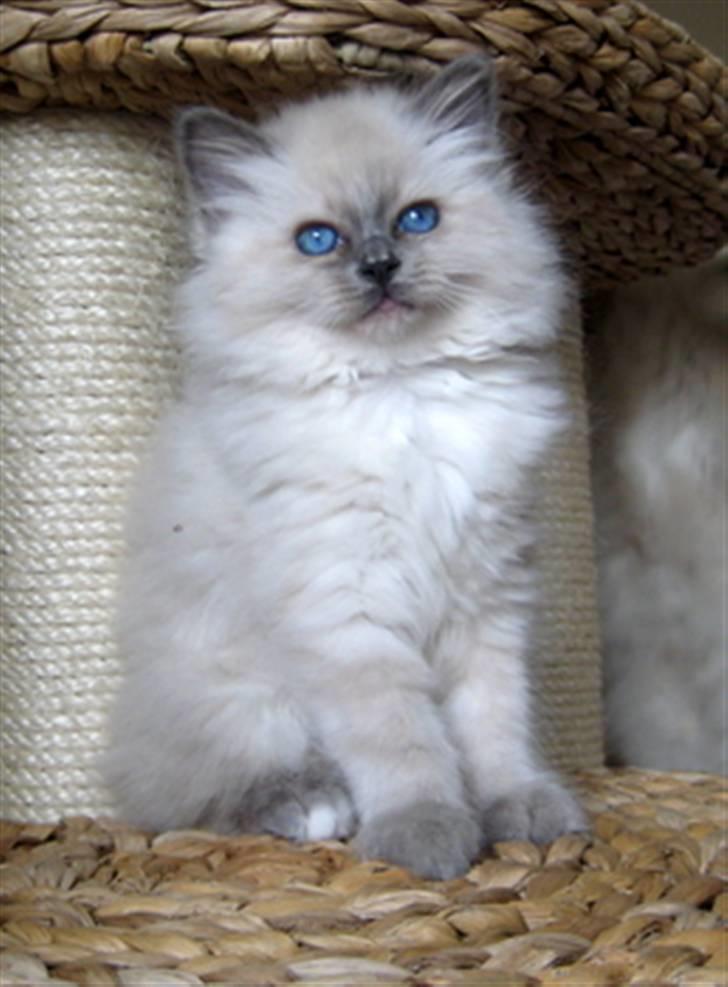 Hellig Birma Chicabee Miss Muffin - Muffin 9 uger billede 10