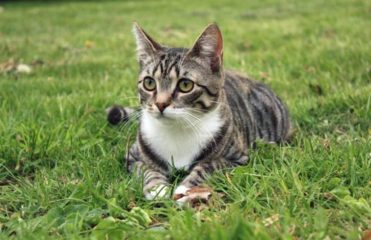 Huskat Nimbus billede 1