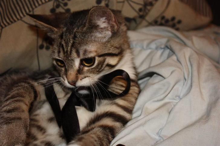 Huskat Nimbus billede 2