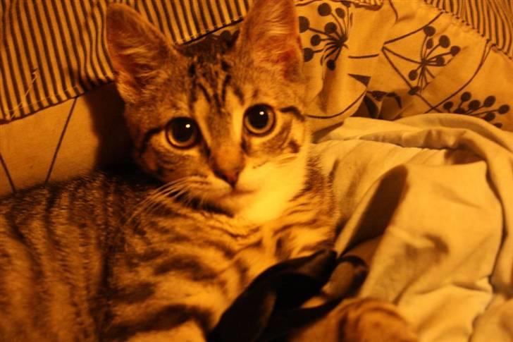 Huskat Nimbus billede 3