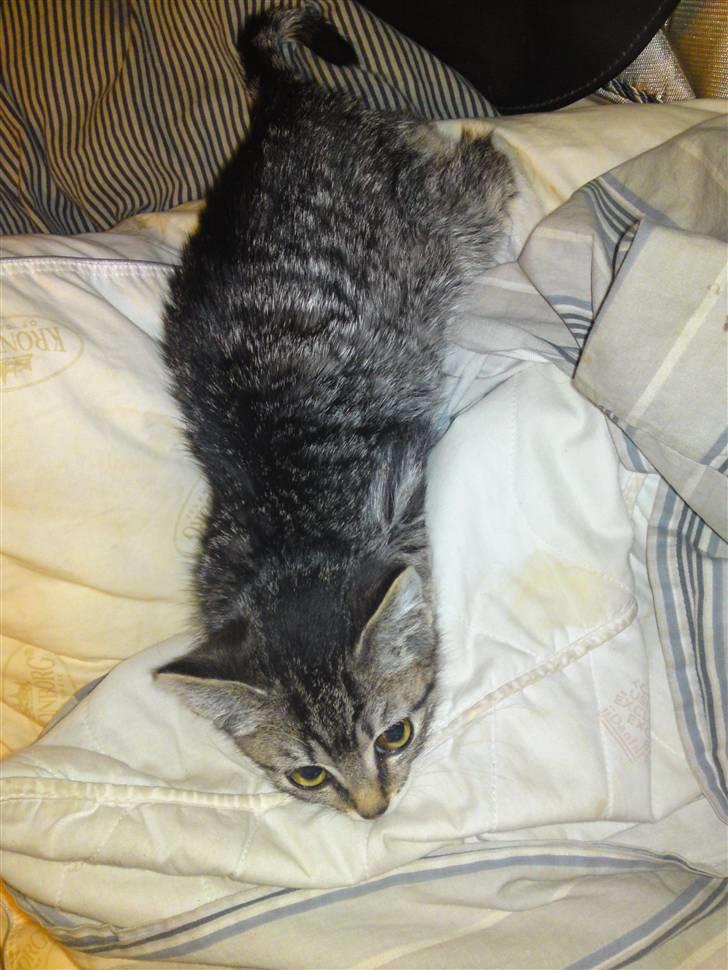 Huskat Nimbus - Lidt efter vi havde taget ham med hjem billede 4