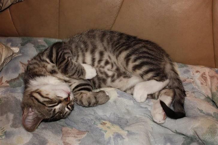 Huskat Nimbus billede 5