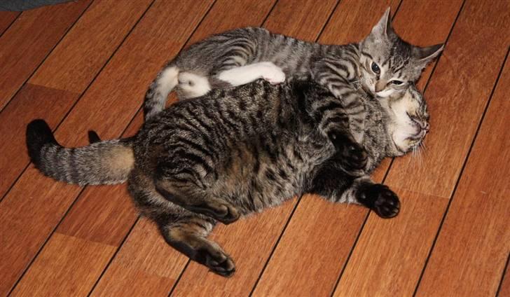 Huskat Nimbus billede 6