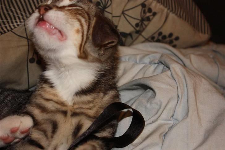 Huskat Nimbus - haha, totalt sjovt billede. Tog det mens han rystede sig, så han ligner bare en hamster :b billede 7