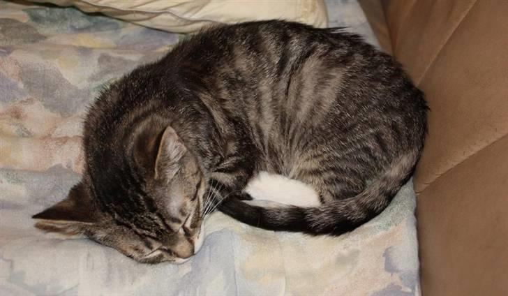 Huskat Nimbus billede 8