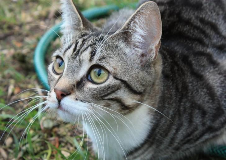 Huskat Nimbus billede 9