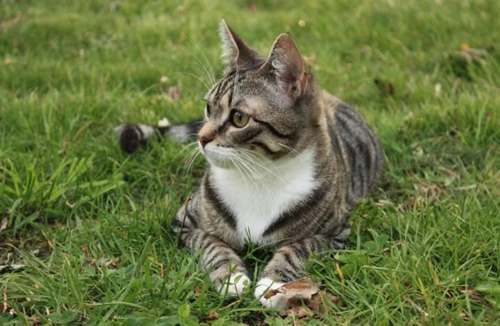 Huskat Nimbus billede 10