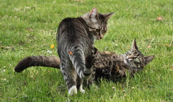 Huskat Nimbus billede 11