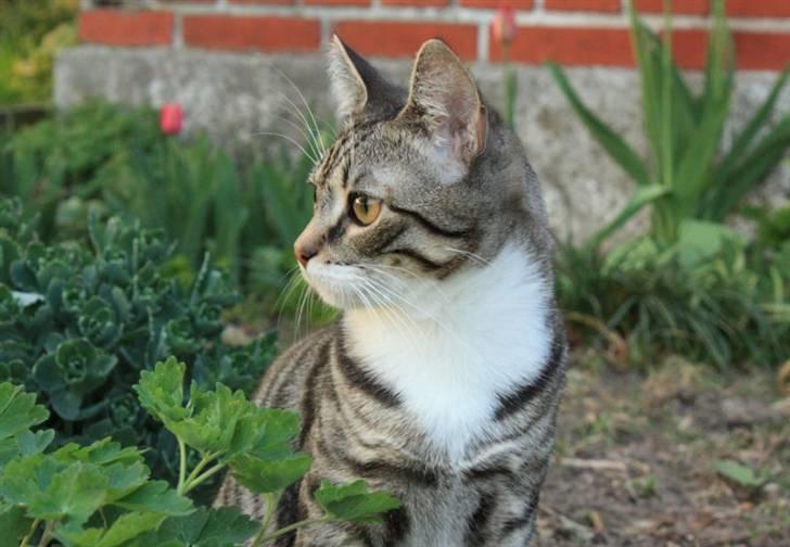 Huskat Nimbus billede 12