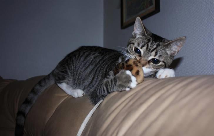 Huskat Nimbus billede 13