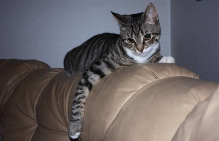 Huskat Nimbus billede 14