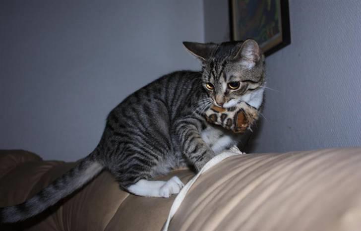 Huskat Nimbus billede 15