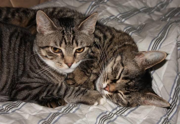 Huskat Nimbus - lille pus og lille fis billede 16