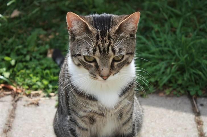 Huskat Nimbus billede 17