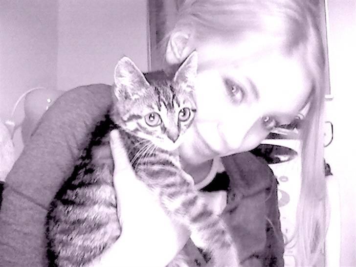 Huskat Nimbus billede 19